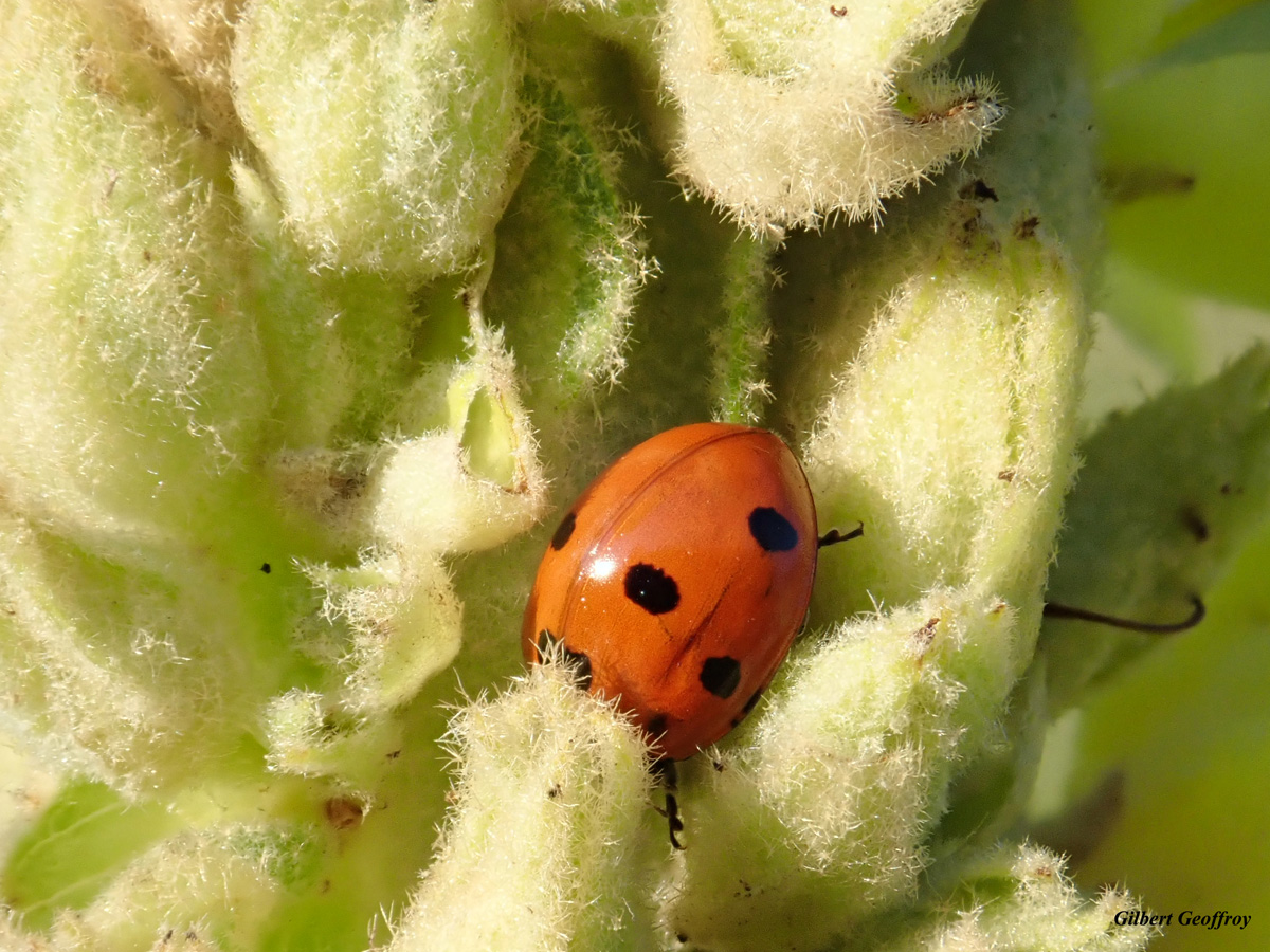 JOLIE COCCINELLE, UN INSECTE UTILE À PROTÉGER – JUILLET 2018 – Objectif ...